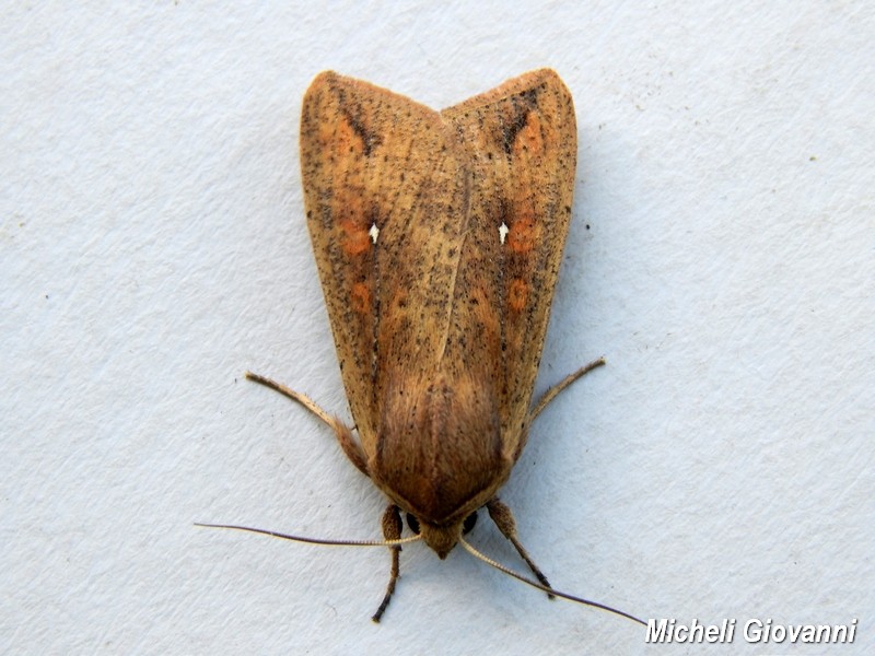 Noctuidae da ID1 - Mythimna unipuncta